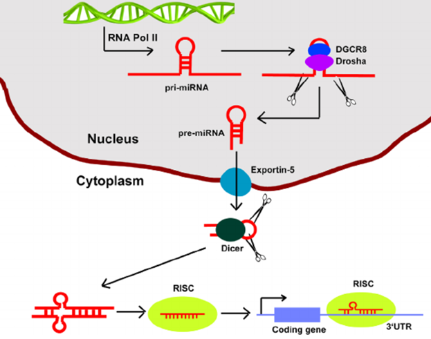 IVD Antibodies for miR-1 Marker