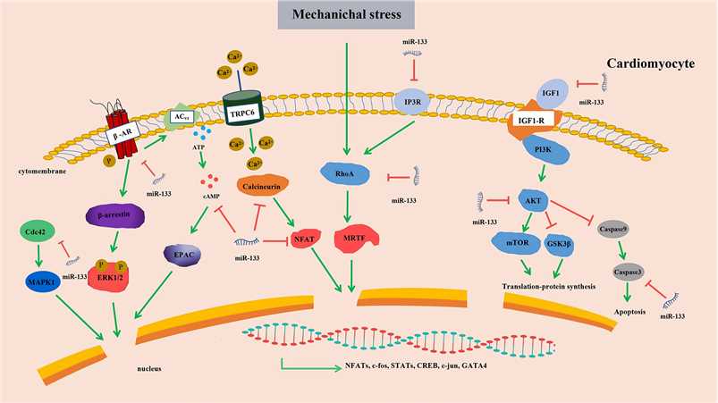 Fig.2 Targets of miR-133. (Lüke, et al., 2016)