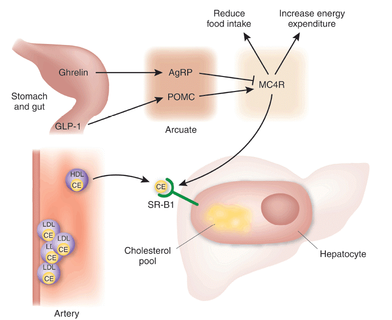 IVD Antibodies for Cholesterol Marker