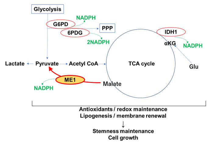The function of ME1 in NADPH generation. (OA Literature)