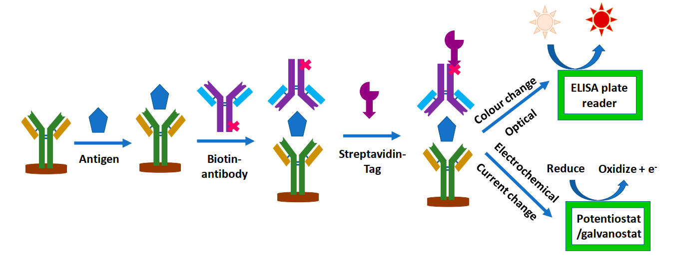 Overall schematic illustrating immunosensor operation and detection mechanism. (OA Literature)