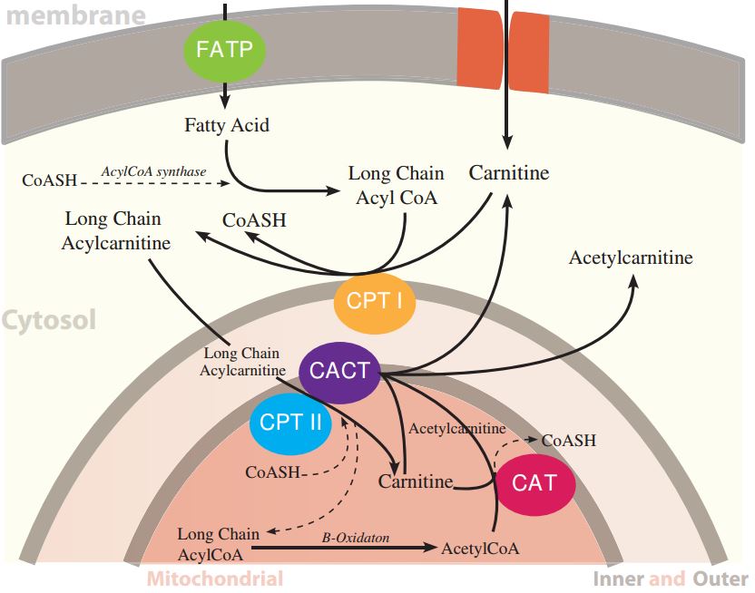 IVD Antibodies for Acetylcarnitine Marker