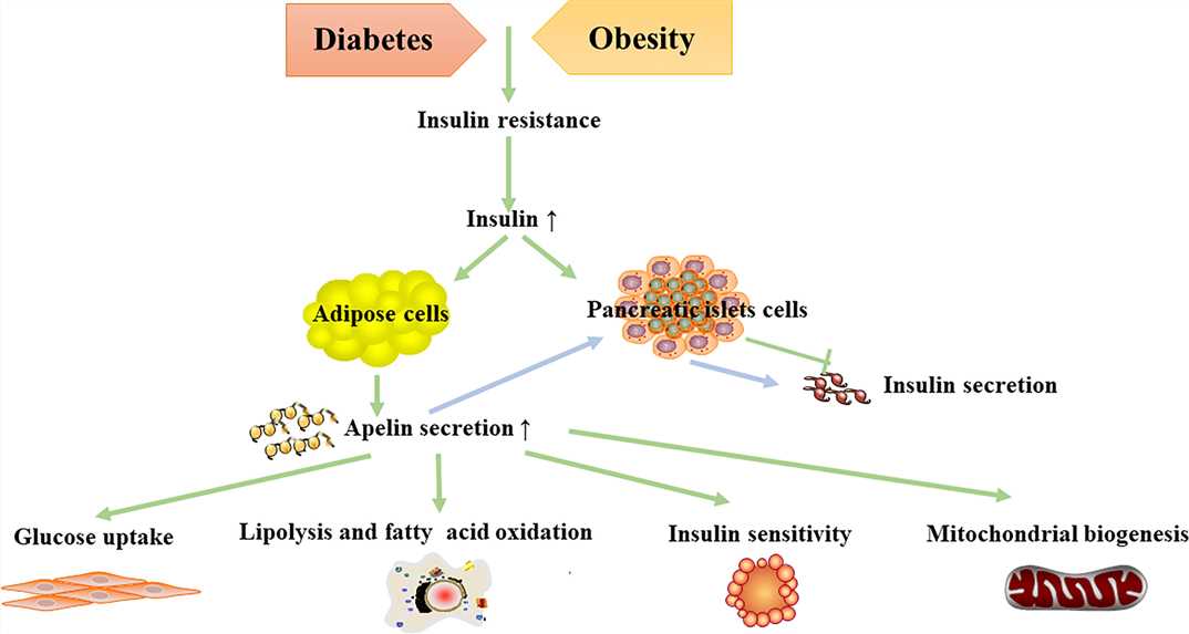 Fig.1 Metabolic effects of apelin. (Li, et al., 2022)