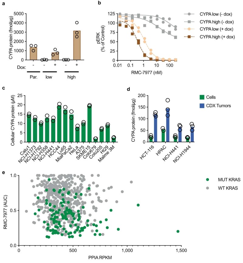 CyPA is required for cellular activity.