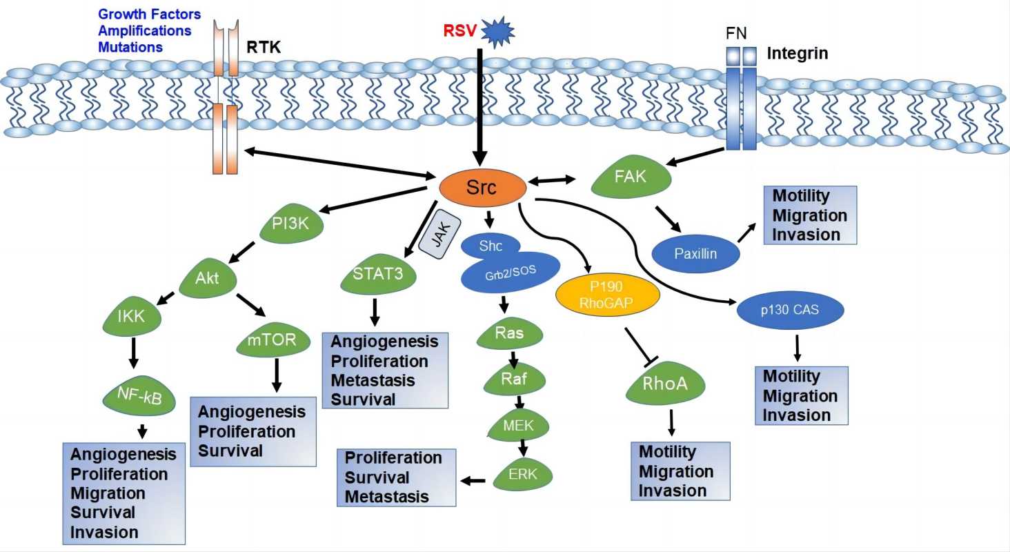 Fig.1 Intracellular signaling cascade of Src. (Raji, Tetteh & Amin, 2023)