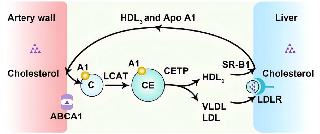 HDL and the reverse cholesterol transport. ABCA1 mediates cellular HDL efflux, and HDL surface cholesterol is esterified by LCAT.