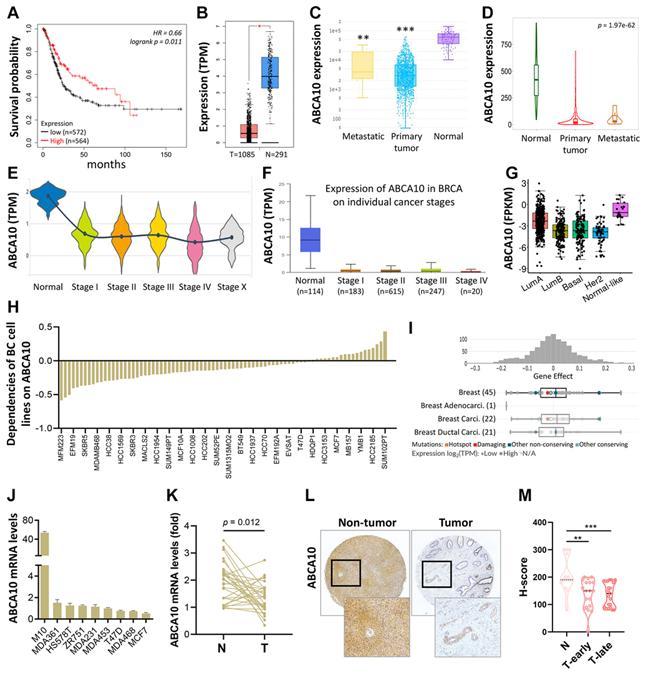 Transcriptional level of ABCA10 in BRCA.