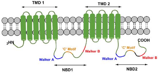 Topology of ABCC5