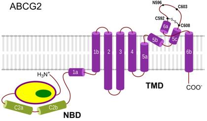 Membrane topology model for ABCG2