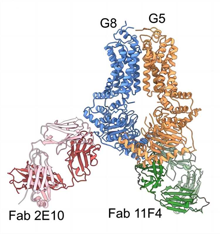 Fig.1 ABCG5/G8. (Zhang, et al., 2021)