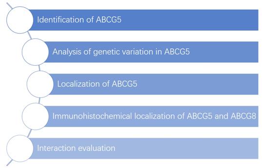 Fig.2 ABCG5 analysis. (Creative Biolabs Original)