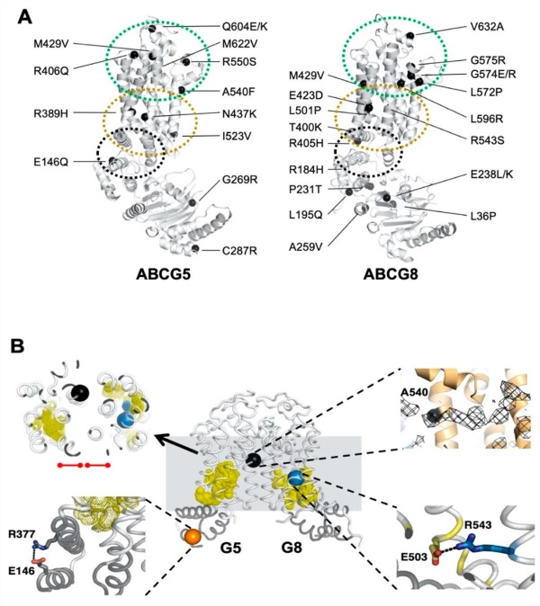 Disease-causing mutations and single-nucleotide polymorphisms (SNPs) in ATP-binding cassette (ABC) sterol transporters (ABCG5/G8).