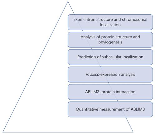 ABLIM3 Analysis