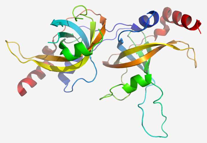 Fig.2 ACD. (From Wikipedia: By Emw - Own work, https://commons.wikimedia.org/wiki/File:Protein_ACD_PDB_2i46.png)