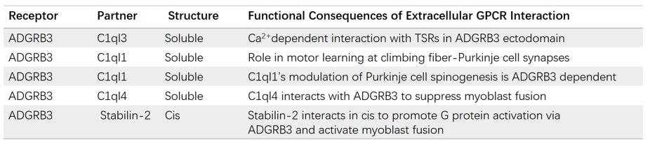 Simplified overview of extracellular interactions with ADGRB3 and its functional consequences. (Creative Biolabs Original)