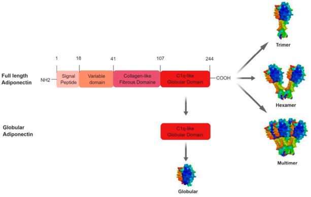 Structure and specific forms of human adiponectin