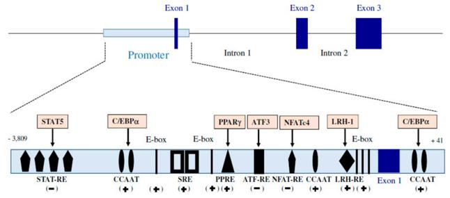 Structure of ADIPOQ gene and its promoter region