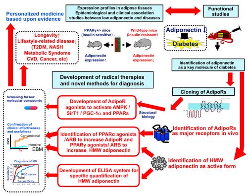 Translational research targeted adiponectin and ADIPORs