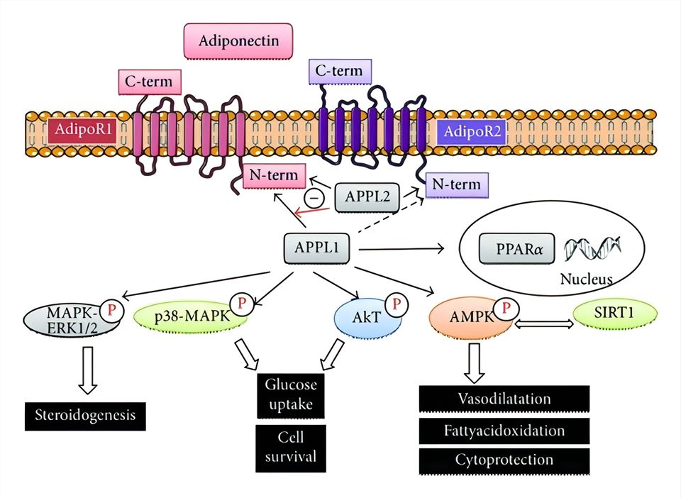 Signaling transduction via adiponectin receptors (AdipoR1 and AdipoR2) activation.