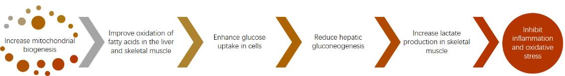 Examples of functions of activated ADIPOR2