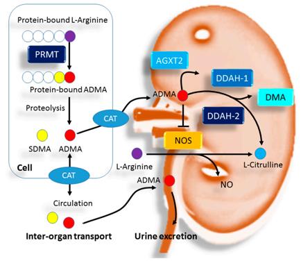 Simplified schema of synthesis, transport, and elimination of ADMA in the kidney
