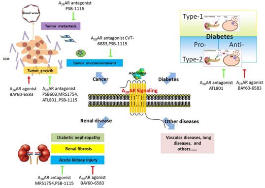 Schematic presentation of the role of ADORA2B in various human diseases