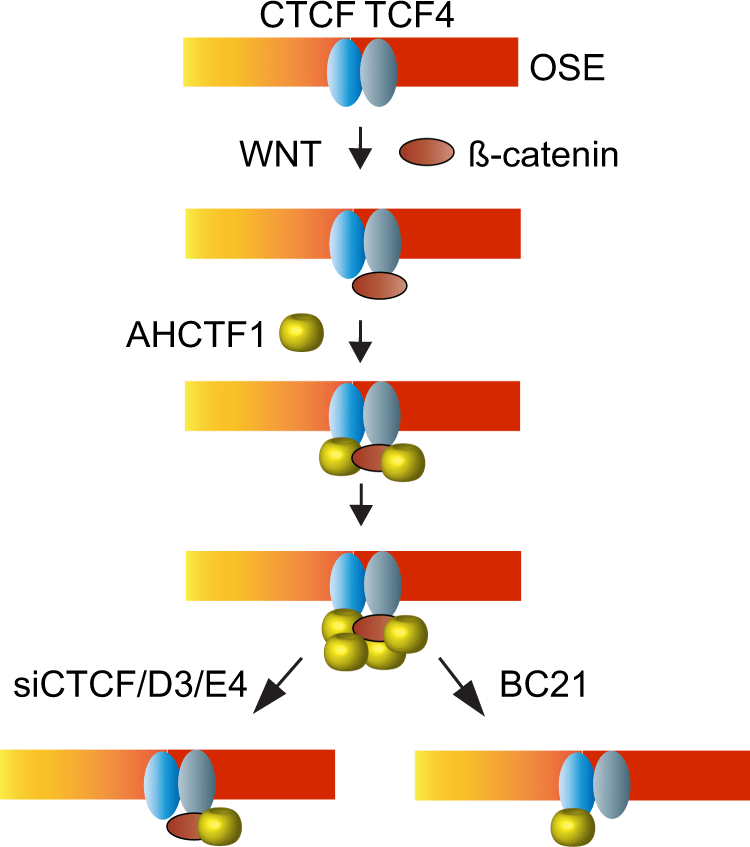 Schematic model of the recruitment of AHCTF1 to the OSE-specific CTCFBS.
