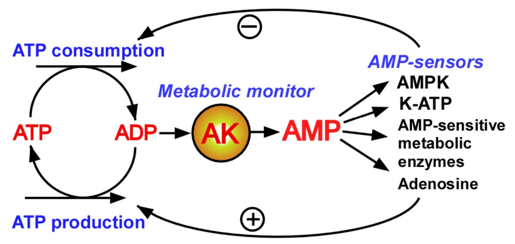 Adenylate kinase metabolic monitoring system