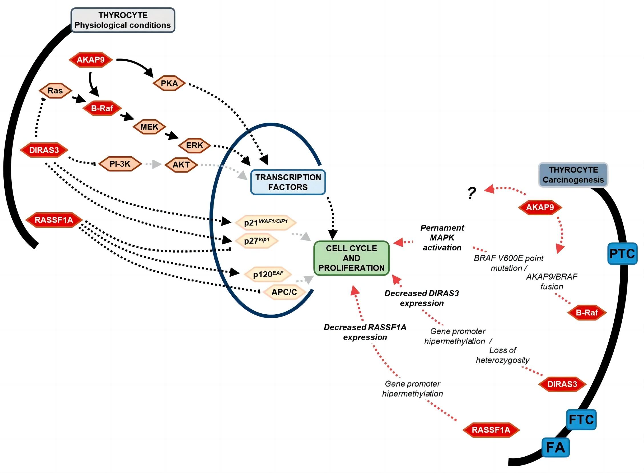 Fig.1 AKAP9 involved pathways in thyroid lesions. (Soboska, et al., 2024)