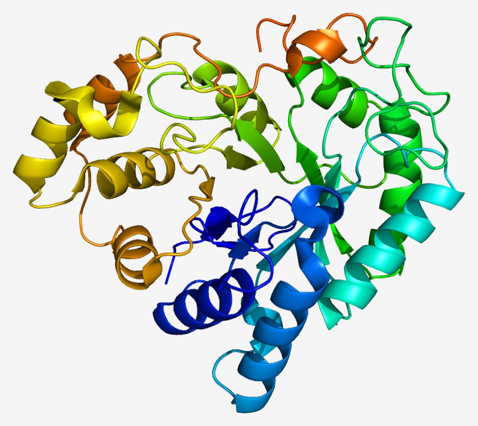 Structure of the AKR1B10 protein. 