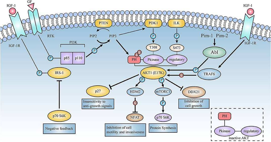 Illustrative overview of the signaling cascades triggered by AKT1(E17K) mutation.