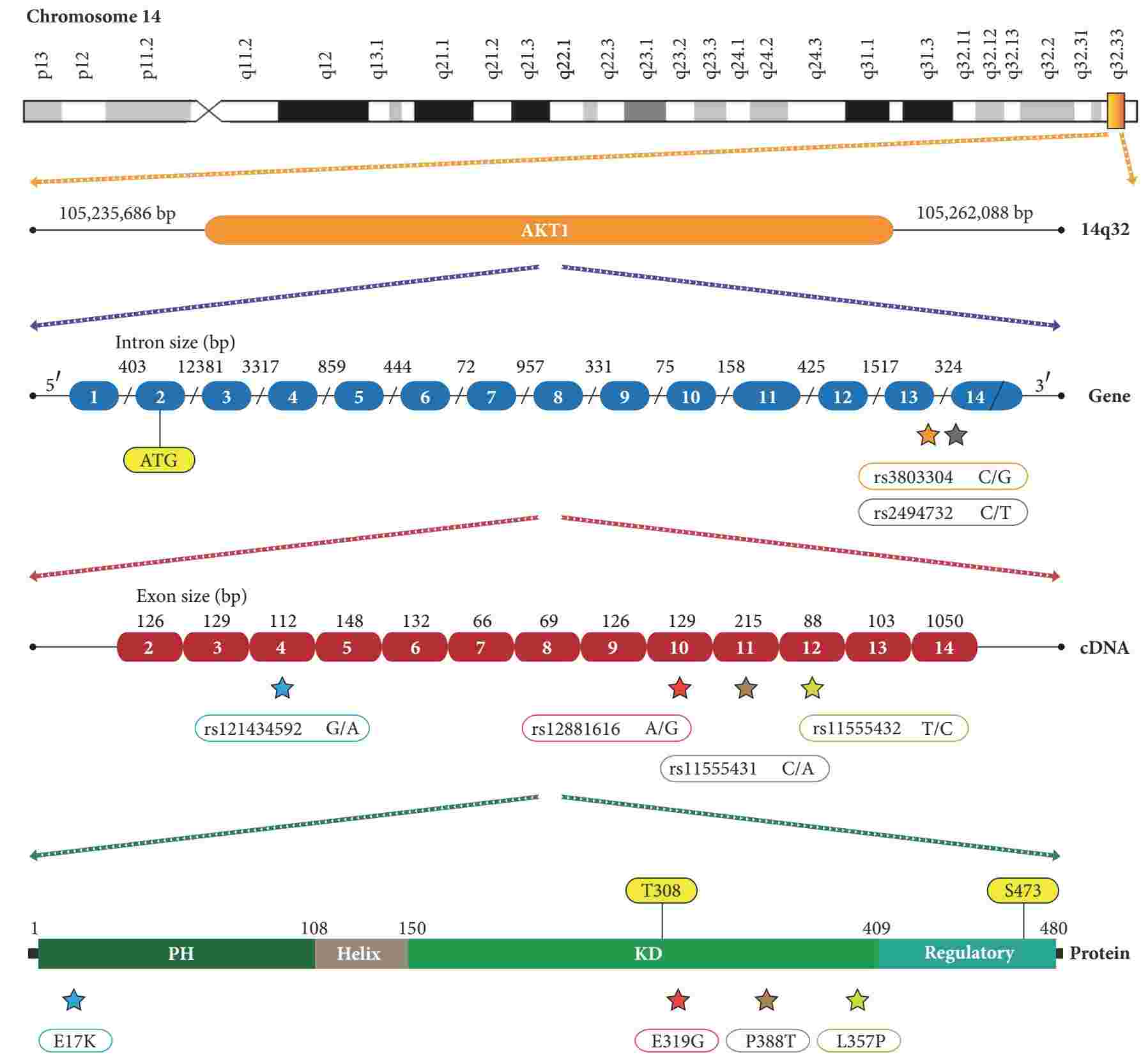  Location of the SNPs in the AKT1 gene.
