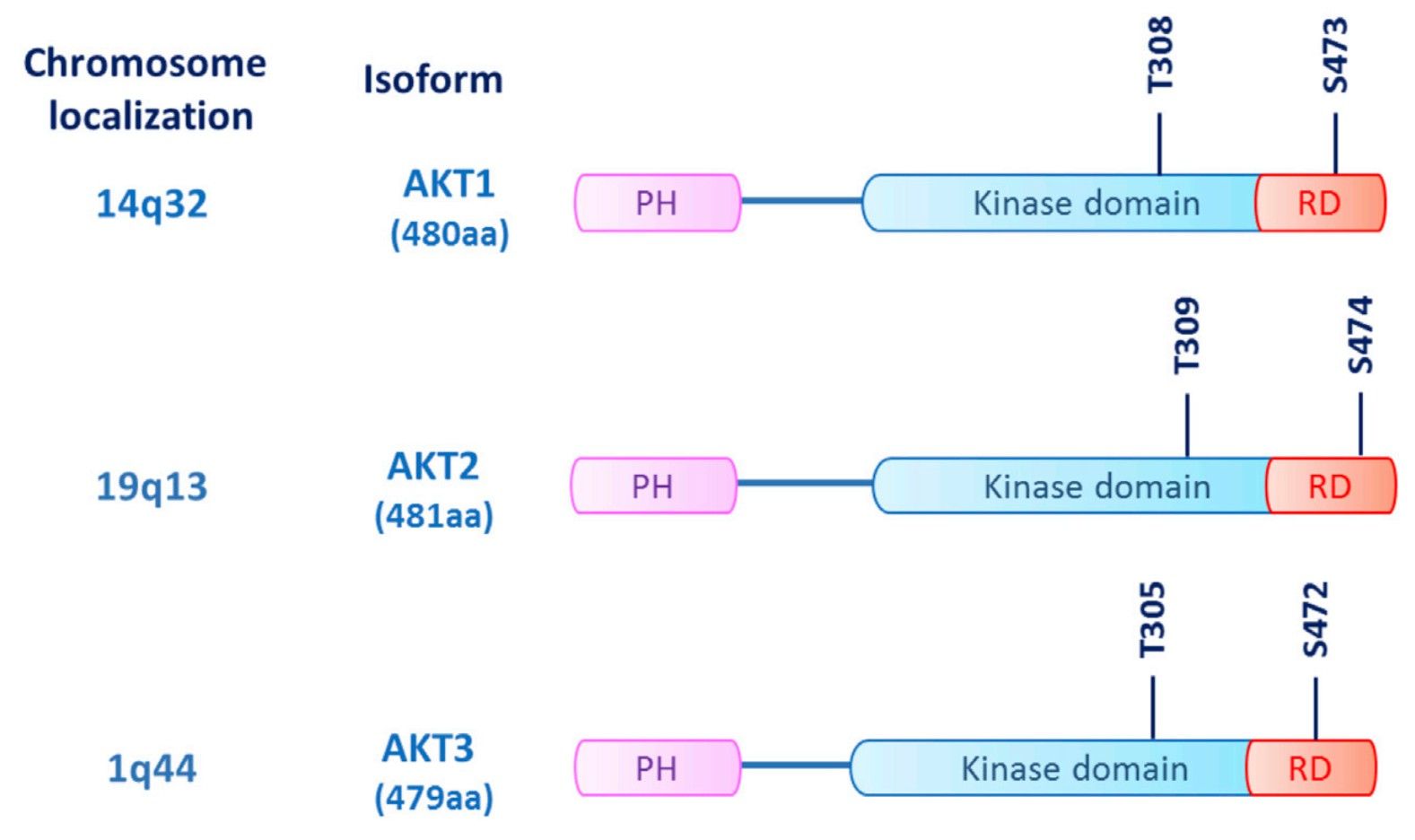  Structure of the three AKT isoforms