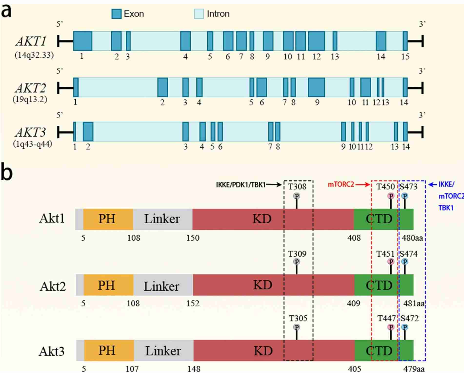 An overview of AKT1/2/3 genes and proteins.