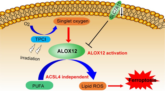  Activation of ALOX12 drives ACSL4-independent cell ferroptosis