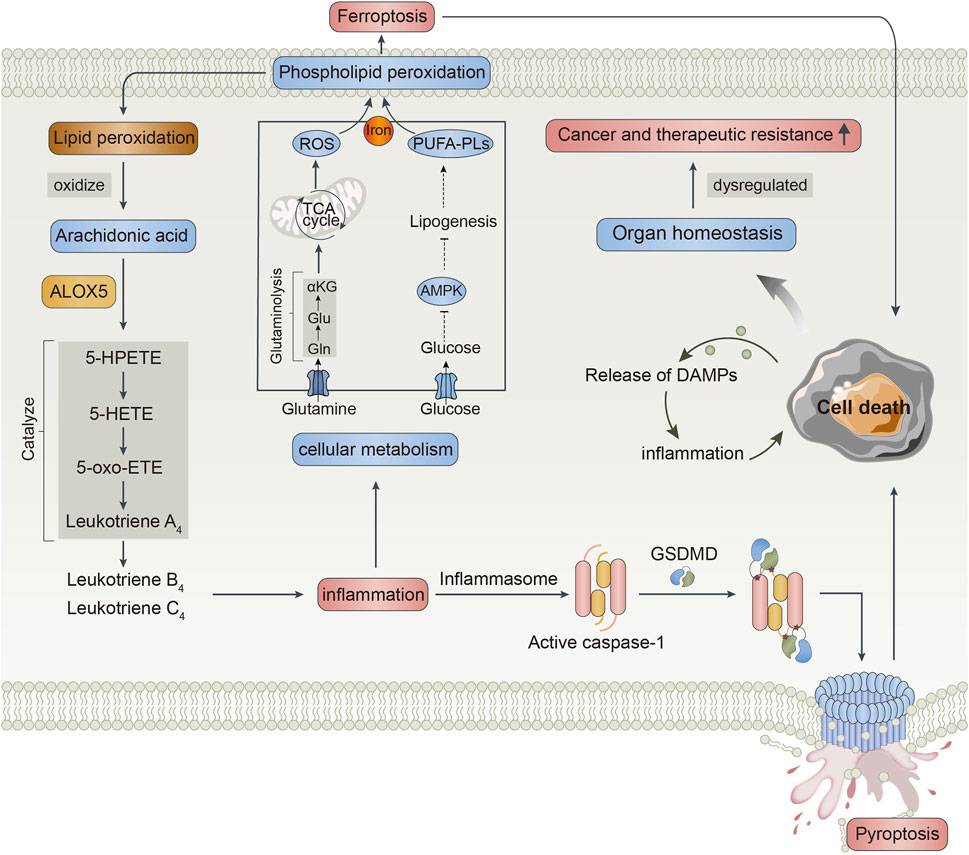 The possible mechanism of ALOX5 involvement in LGG