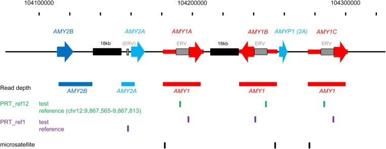  General overview of the human amylase gene region