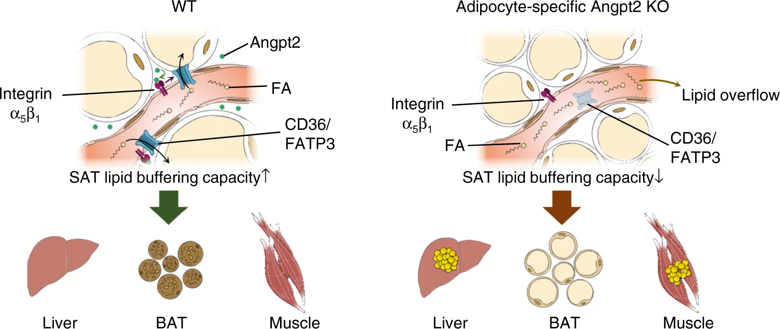 Endothelial-to-adipocyte fatty acid transport determines metabolic health.