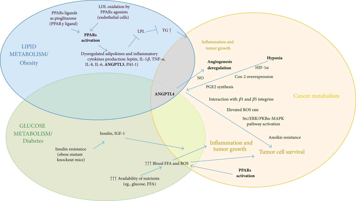  Potential cross talk between lipid/glucidic metabolism and cancer