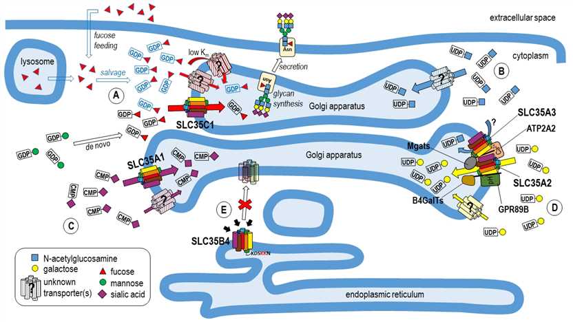Fig.1 ATP2A2 mediates delivery of nucleotide sugars. (Maszczak-Seneczko, et al., 2022)