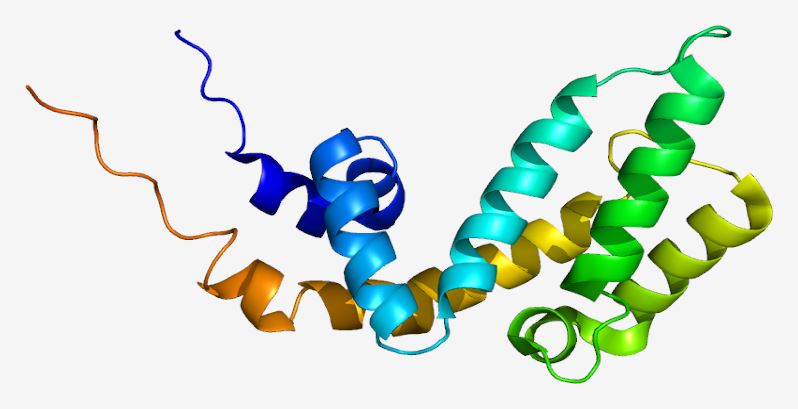 Structure of the AXIN1 protein.