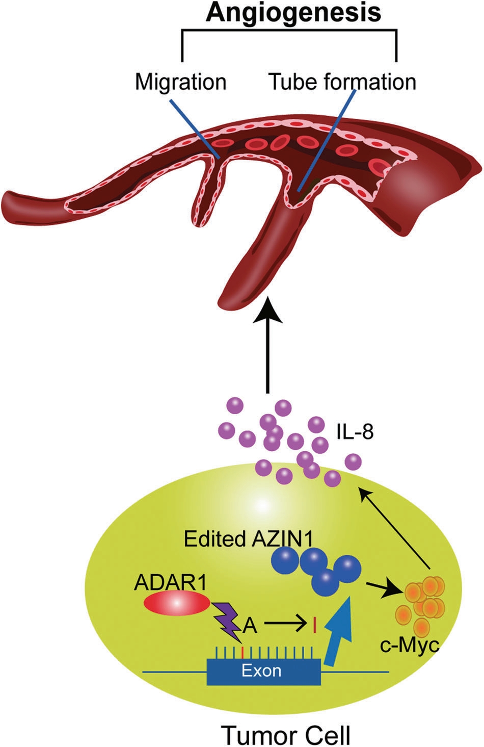 AZIN1 in cancer development.