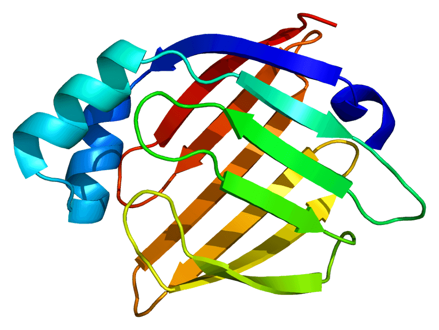 Fig.1 H-FABP protein. (From Wikipedia: By Emw - Own work， CC BY-SA 3.0， a.org/wiki/File:Protein_FABP3_PDB_1g5w.png)