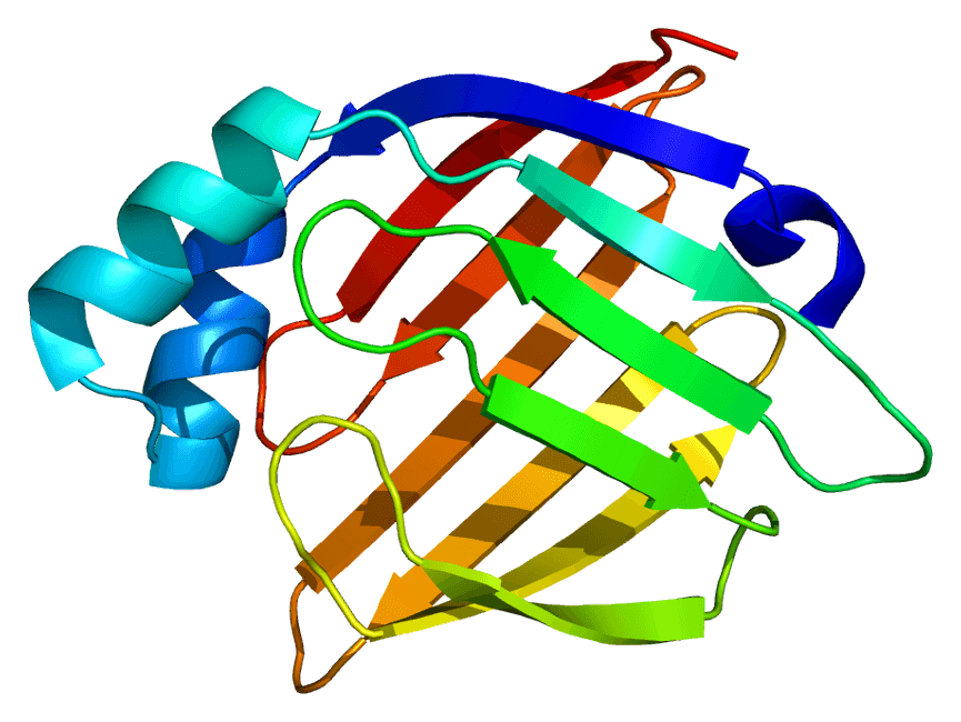Structure of the H-FABP protein.