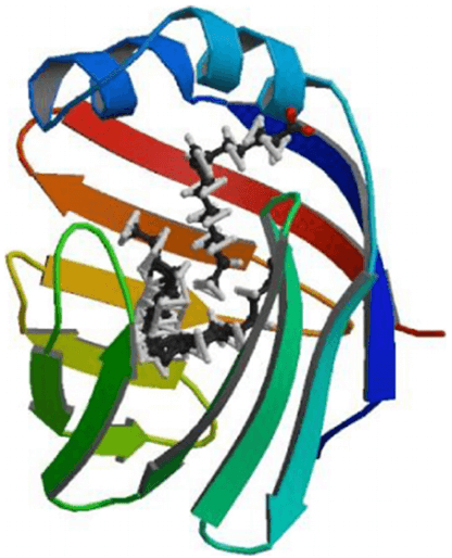 Structure model of L-FABP. 