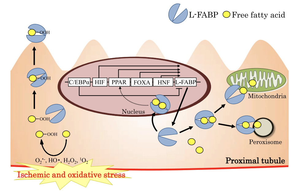 Schematic model for the urinary excretion of L-FABP. 