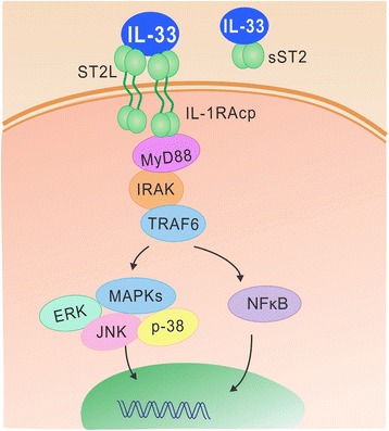 IL-33/ST2 signaling.