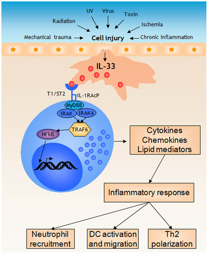 Mast cells respond to IL-33 released during cell injury by initiating a pro-inflammatory response.