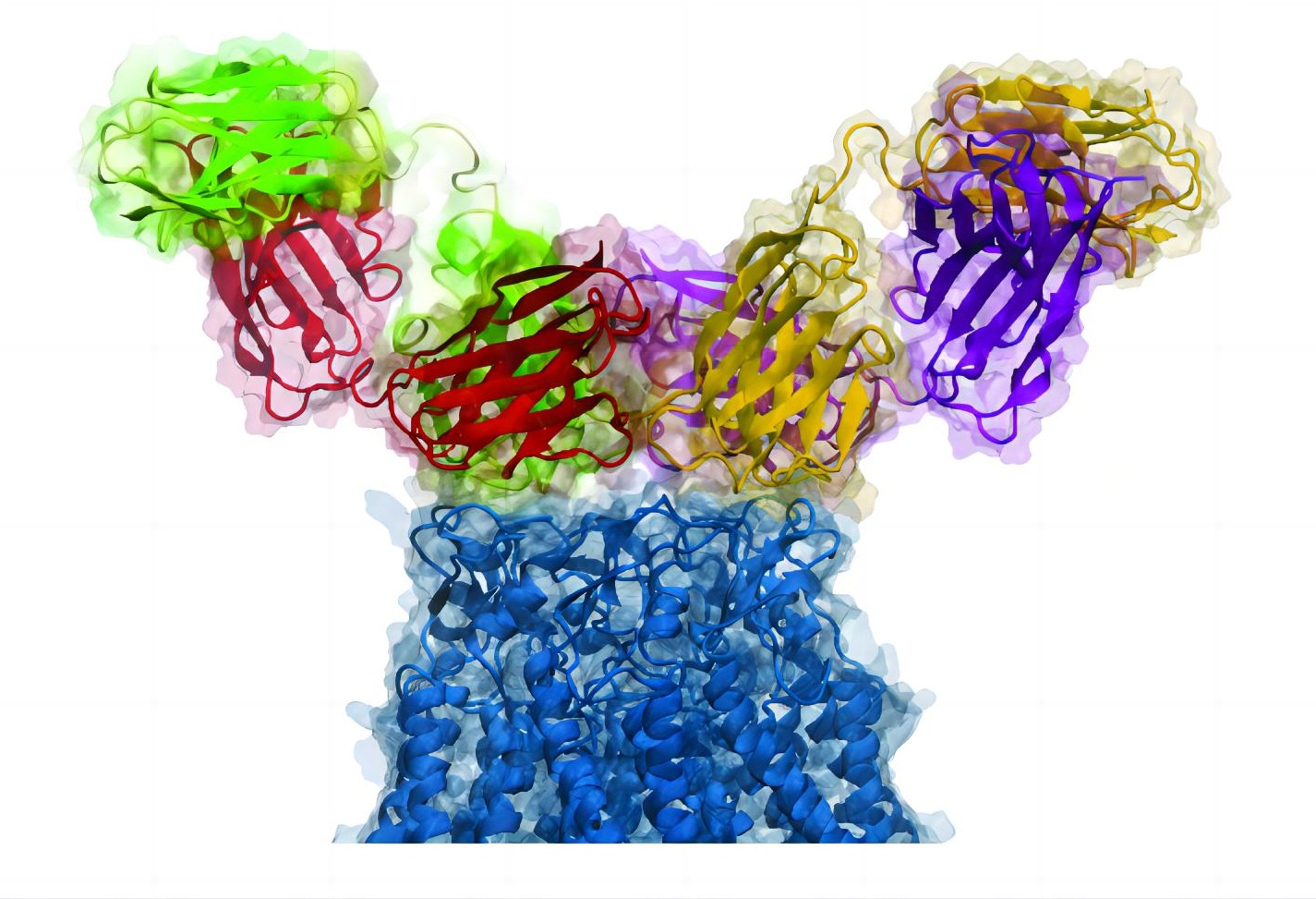 Fig.1 Antibody pairs development.