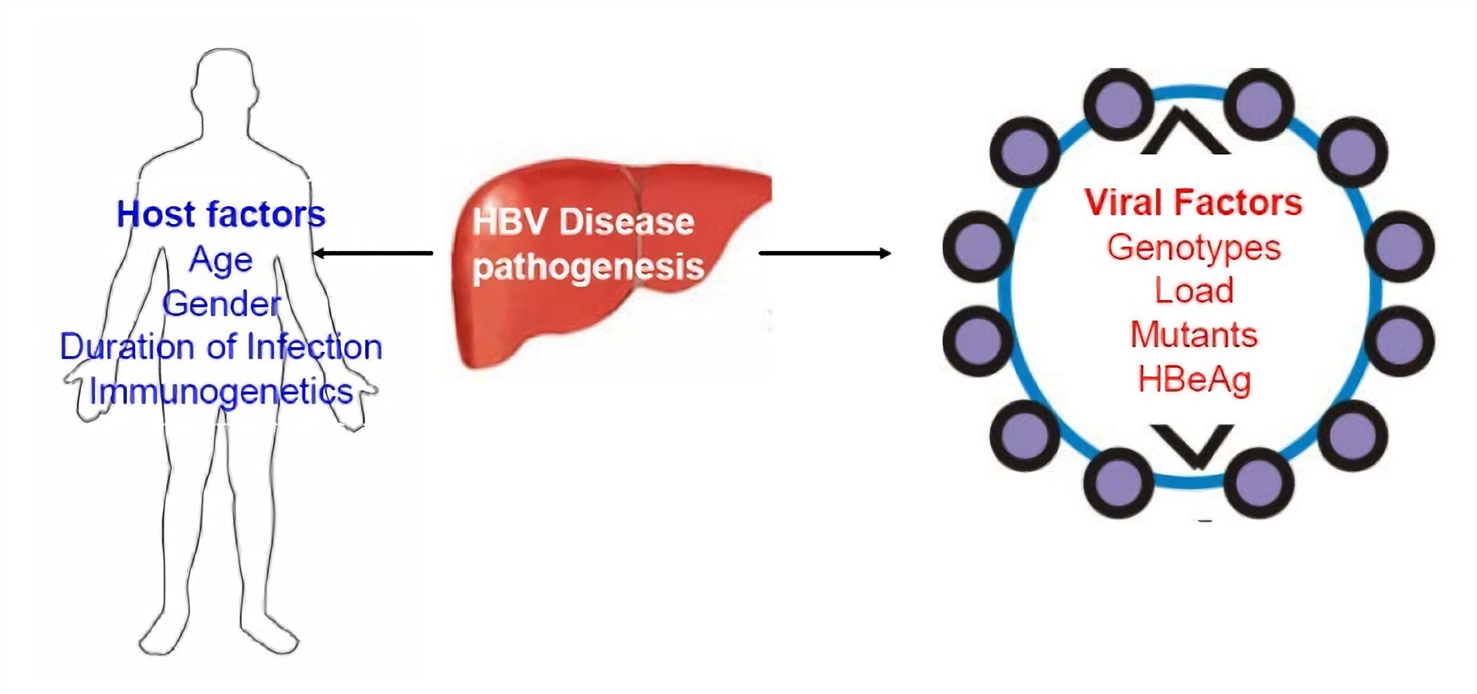 Biomarkers and Antibodies Development for Hepatitis